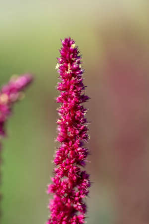 Amaranth purple flower spikes in the summer. The plant is also known as Blood, Red or Purple Amaranth.の写真素材