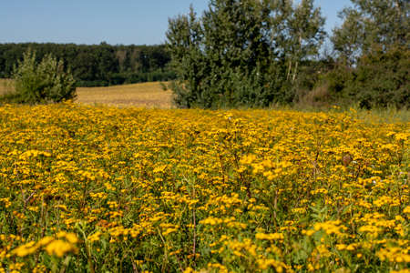 Blooming Tansy (Tanacetum vulgare) in the field. Yellow flowers of  Common Tansy or Bitter Button. Flowering Cow Bitter or Golden Buttons.の写真素材