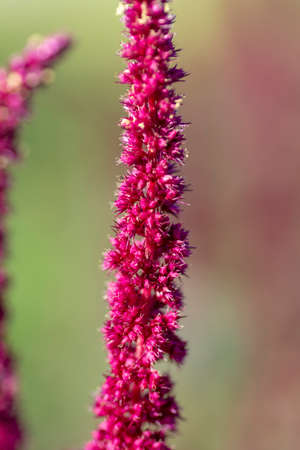 Amaranth purple flower spikes in the summer. The plant is also known as Blood, Red or Purple Amaranth.の写真素材