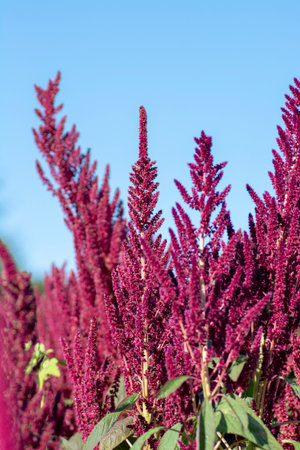 Amaranth purple flower spikes in the summer. The plant is also known as Blood, Red or Purple Amaranth.の写真素材