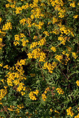Blooming Tansy (Tanacetum vulgare) in the field. Yellow flowers of  Common Tansy or Bitter Button. Flowering Cow Bitter or Golden Buttons.の写真素材