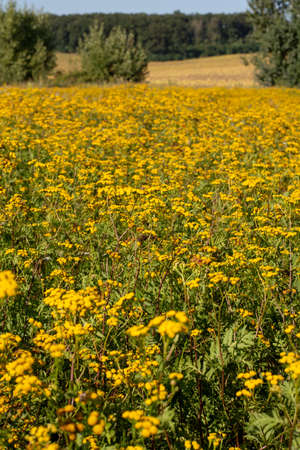 Blooming Tansy (Tanacetum vulgare) in the field. Yellow flowers of  Common Tansy or Bitter Button. Flowering Cow Bitter or Golden Buttons.の写真素材