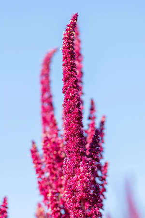 Amaranth purple flower spikes in the summer. The plant is also known as Blood, Red or Purple Amaranth.の写真素材