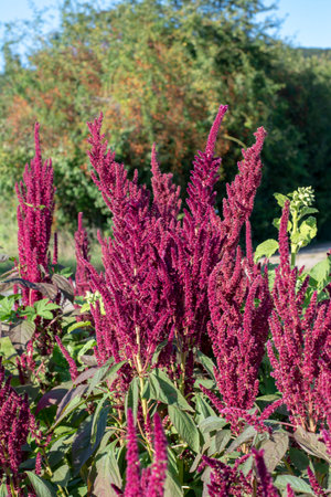Amaranth purple flower spikes in the summer. The plant is also known as Blood, Red or Purple Amaranth.の写真素材