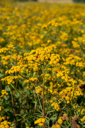 Blooming Tansy (Tanacetum vulgare) in the field. Yellow flowers of  Common Tansy or Bitter Button. Flowering Cow Bitter or Golden Buttons.の写真素材