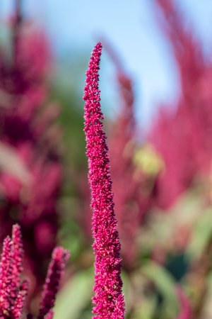 Amaranth purple flower spikes in the summer. The plant is also known as Blood, Red or Purple Amaranth.の写真素材