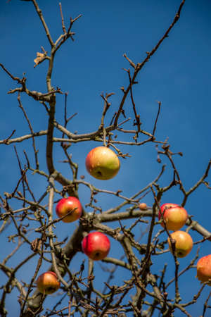 Apples on the tree branch in the winter with blue sky in the background. Selective focus.の写真素材