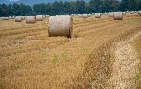 Round straw bales on the agricultural field after the grain harvest in the summer.の写真素材