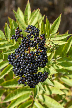 Black danewort (Sambucus ebulus) fruits. The plant is also known as European dwarf elder, blood hilder or Danesblood.の写真素材