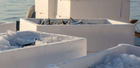 Fish lying in transportation ice boxes ready for export.の写真素材