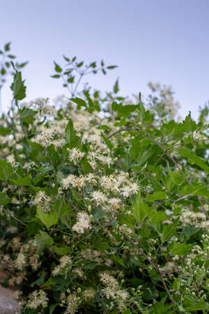 Clematis vitalba white flowers. Blooming Old man's beard. Flowering  Traveller's joy.の写真素材