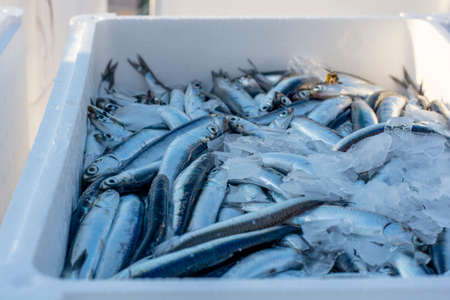 Fish lying in transportation ice boxes ready for export.