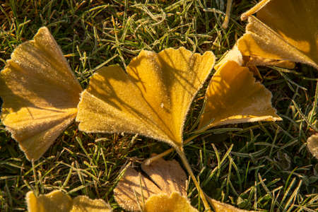 Yellow Ginkgo biloba (Maidenhair tree) leaves on grass in autumn with the frost.の写真素材