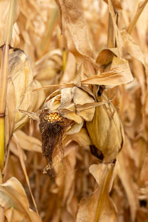 Field of Corn (Zea mays) ready for harvest. Maize agricultural field in the autumn.の写真素材