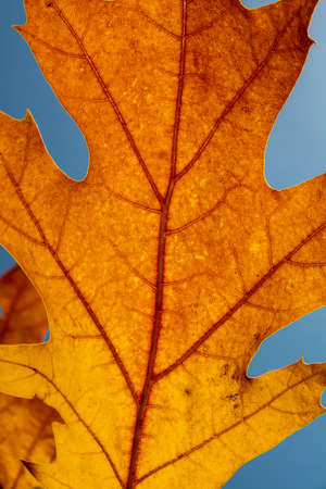 Red leaves of Northern red oak (Quercus rubra) in the autumn. Red oak fall foliage close up.の写真素材
