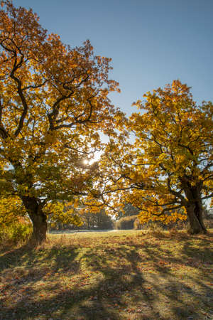 Ancient Oak tree (Quercus) in the autumn. Yellow leaves in the fall.の写真素材