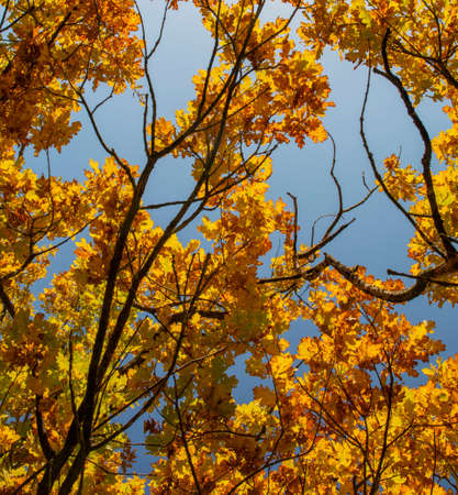 Ancient Oak tree (Quercus) in the autumn. Yellow leaves in the fall.の写真素材