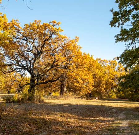 Ancient Oak tree (Quercus) in the autumn. Yellow leaves in the fall.の写真素材