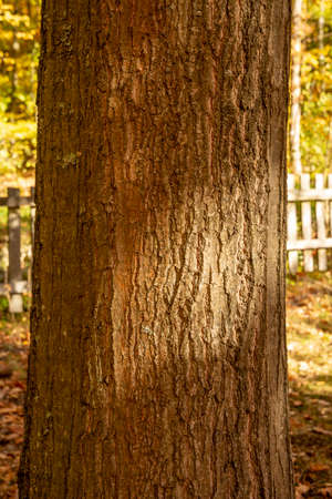 Northern red oak (Quercus rubra) tree trunk. Red oak bark. Close up. Detail.の写真素材
