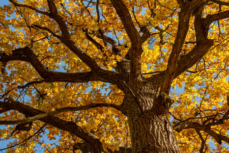 Ancient Oak tree (Quercus) in the autumn. Yellow leaves in the fall.の写真素材
