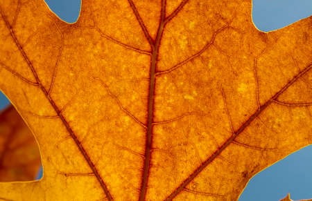 Red leaves of Northern red oak (Quercus rubra) in the autumn. Red oak fall foliage close up.の写真素材