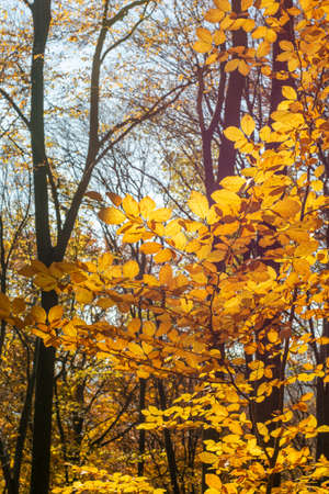 European beech or common beech (Fagus sylvatica) golden leaves in autumn. Yellow foliage. Backlit.の写真素材
