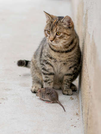 Portrait of a grey stripped cat with the mouse. Unlikely friendship.の写真素材