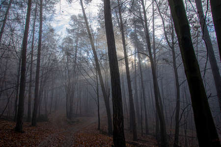 Misty foggy forest during the sunset. Magical mysterious scene.の写真素材