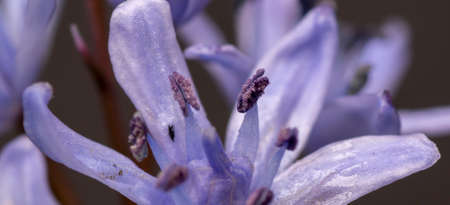 Two-leaf squill (Scilla bifolia). Blue spring flower. Close up. Macro. Selective focus. Bokeh.