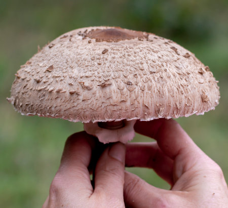 Woman holding Parasol mushroom (Macrolepiota procera) in her hands. Close up. Detail.の写真素材