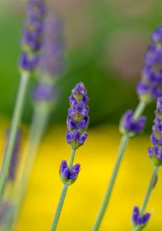 Lavender flowers in the garden. Blooming Lavandula Angustifolia. Selective focus.の写真素材