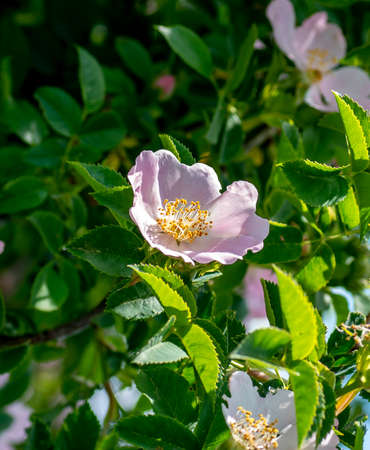Rosa canina pink flowers in the summer. Blooming Dog rose shrub.