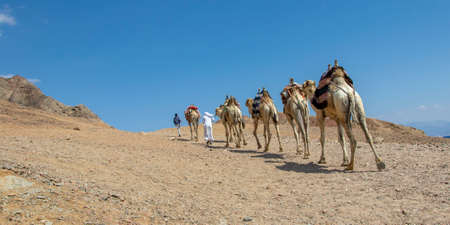 Camel caravan for tourists. A camelback Bedouin safari ride in Dahab. Egypt.のeditorial素材