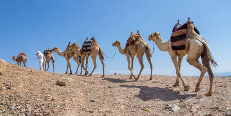 Camel caravan for tourists. A camelback Bedouin safari ride in Dahab. Egypt.のeditorial素材
