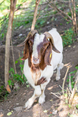 Portrait of a goat (Capra hircus). Buck or Billy Close up . Detail.の写真素材
