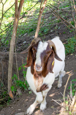 Portrait of a goat (Capra hircus). Buck or Billy Close up . Detail.の写真素材