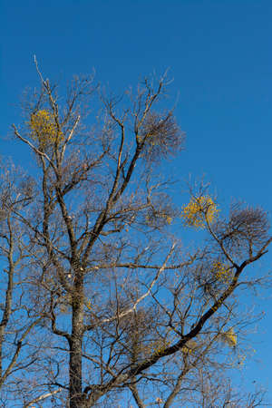 European loranthus (Loranthus europaeus) yellow berries. Yellow-berried mistletoe in the winter.の写真素材