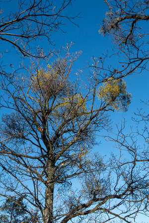 European loranthus (Loranthus europaeus) yellow berries. Yellow-berried mistletoe in the winter.の写真素材