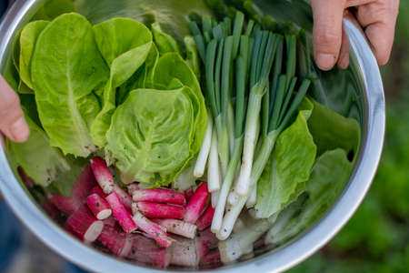 Freshly picked organic vegetables in the stainless steel bowl. Onion, radish and baby lettuce picked in the greenhouse.の写真素材