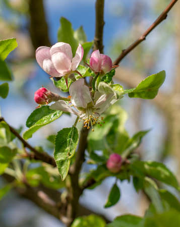 Pink apple tree flowers in the full bloom in the garden.の写真素材