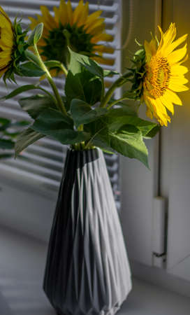 Sunflowers in the grey vase. Close up. Detail. Selective focus.の写真素材