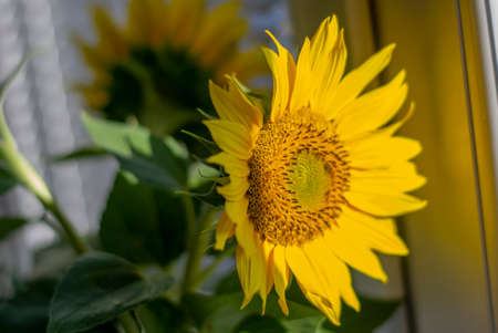 Sunflowers in the grey vase. Close up. Detail. Selective focus.の写真素材