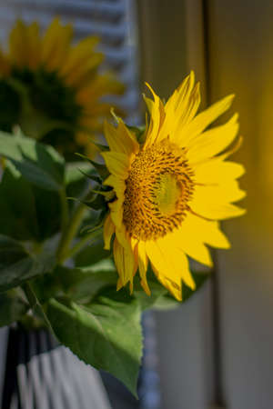 Sunflowers in the grey vase. Close up. Detail. Selective focus.の写真素材