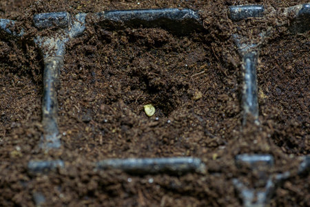 Single bell pepper seed ( Capsicum annuum) in the soil. Sweet pepper seed in the container ready to start grow.の写真素材