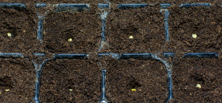 Single bell pepper seed ( Capsicum annuum) in the soil. Sweet pepper seed in the container ready to start grow.の写真素材