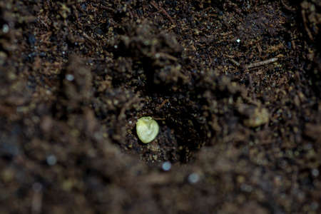 Single bell pepper seed ( Capsicum annuum) in the soil. Sweet pepper seed in the container ready to start grow.の写真素材