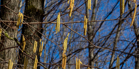 The Common hazel (Corylus avellana) male catkins in the winter.の写真素材