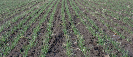 Rows of young green wheat seedlings growing on the agricultural field in winter.の写真素材