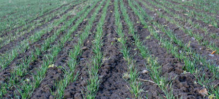 Rows of young green wheat seedlings growing on the agricultural field in winter.の写真素材