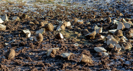 Pieces of sugar beet and wheat on the ground near forest. Feeding wild animals in the winter.の写真素材